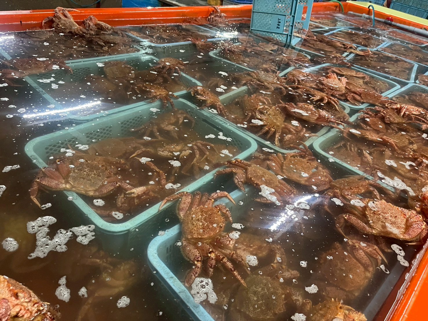 生きたカニの品質管理・水槽